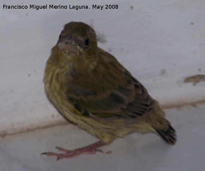 Pájaro Verdecillo - Pájaro Verdecillo. Los Villares