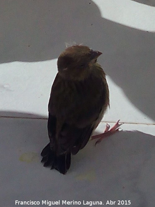 Pájaro Verdecillo - Pájaro Verdecillo. Cria. Los Villares