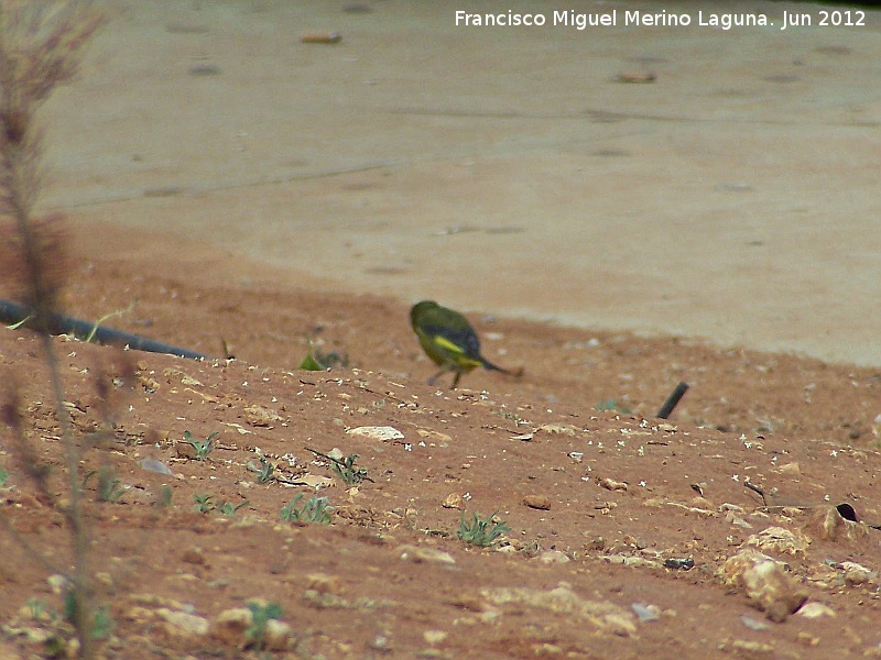 Pájaro Verdecillo - Pájaro Verdecillo. Navas de San Juan