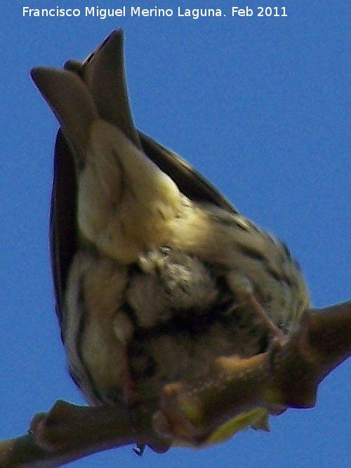 Pájaro Verdecillo - Pájaro Verdecillo. Tabernas