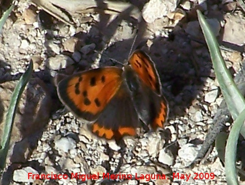 Mariposa manto bicolor - Mariposa manto bicolor. Los Caones. Jan