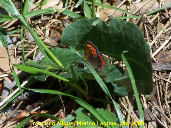 Mariposa manto bicolor - Mariposa manto bicolor. Jan