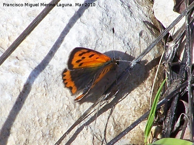 Mariposa manto bicolor - Mariposa manto bicolor. Cerro Veleta - Jan