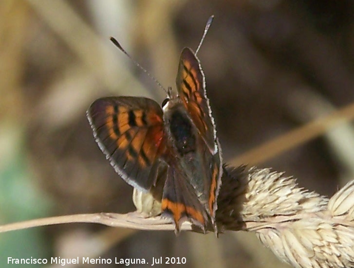 Mariposa manto bicolor - Mariposa manto bicolor. Los Caones - Los Villares