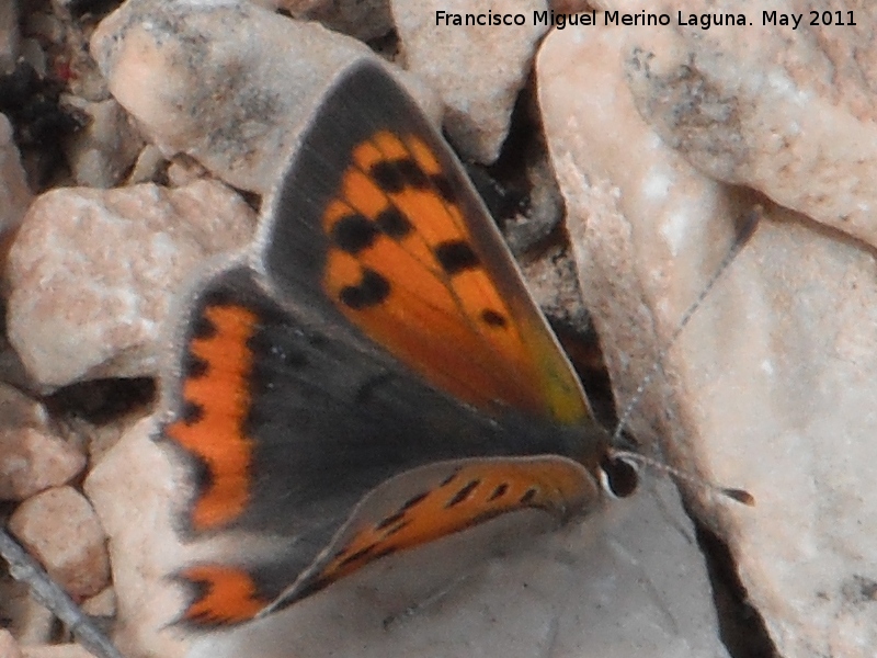 Mariposa manto bicolor - Mariposa manto bicolor. Serrezuela de Bedmar