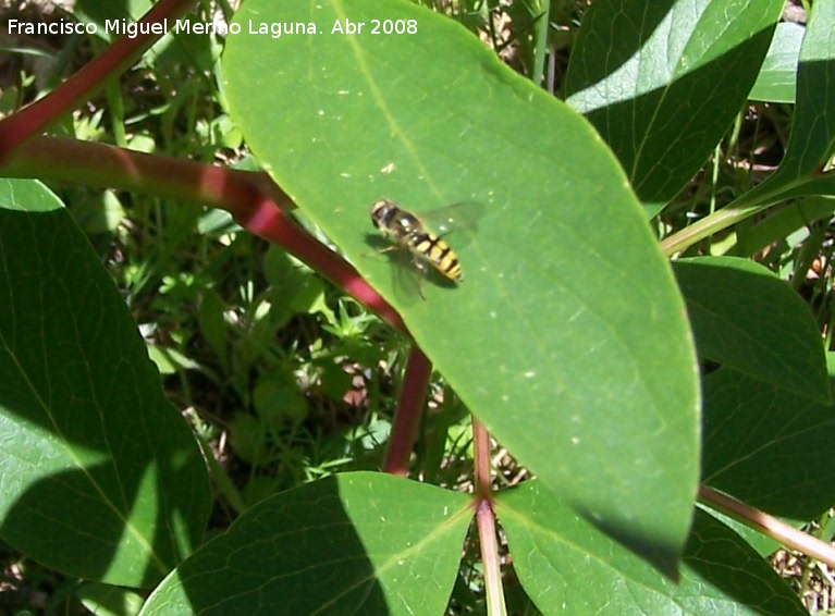 Mosca cernidora - Mosca cernidora. Jan