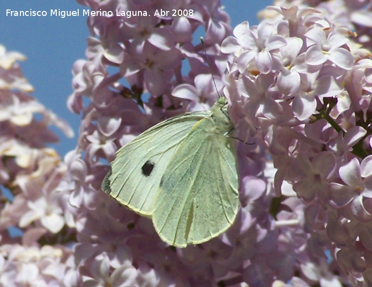 Mariposa de la col - Mariposa de la col. Navas de San Juan