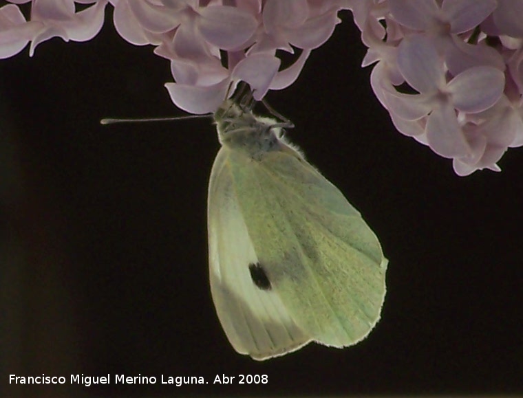 Mariposa de la col - Mariposa de la col. Navas de San Juan