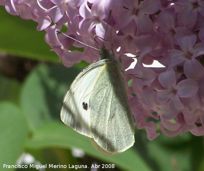 Mariposa de la col - Mariposa de la col. Navas de San Juan