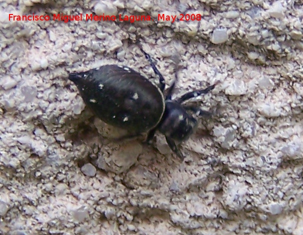 Araa saltadora negra - Araa saltadora negra. Navas de San Juan