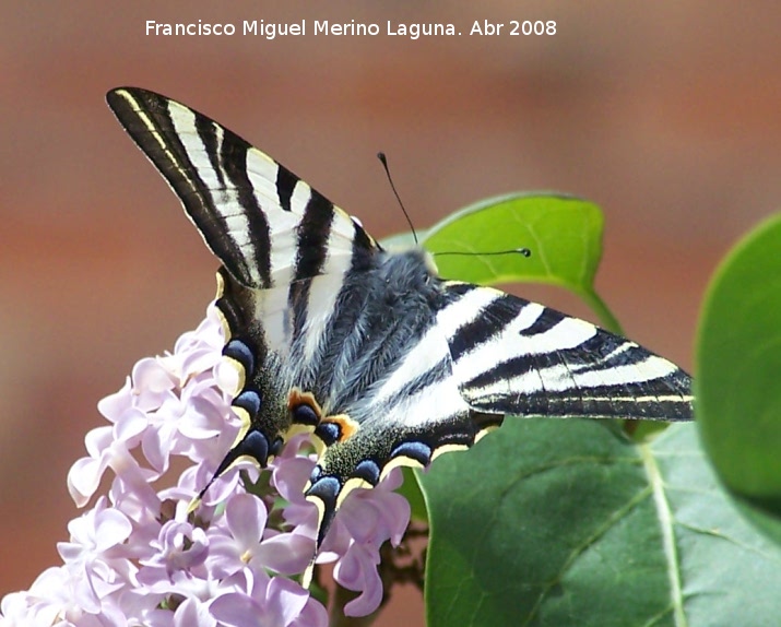 Mariposa podalirio - Mariposa podalirio. Navas de San Juan