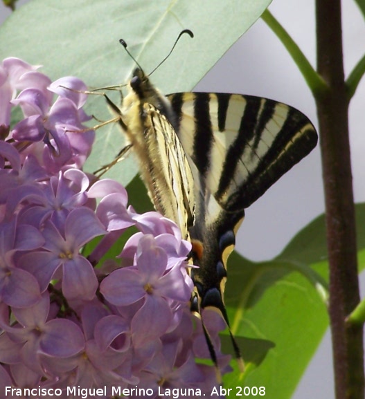 Mariposa podalirio - Mariposa podalirio. Navas de San Juan