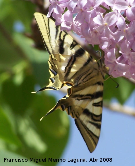 Mariposa podalirio - Mariposa podalirio. Navas de San Juan