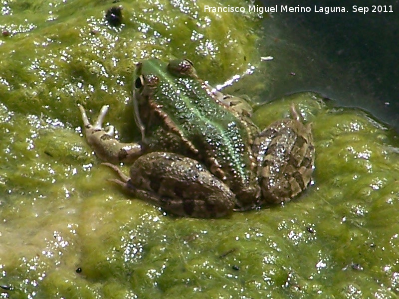 Rana - Rana. Fuente Amua - Alcaudete