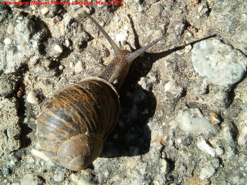 Caracol - Caracol. Santuario de Guadalupe - beda