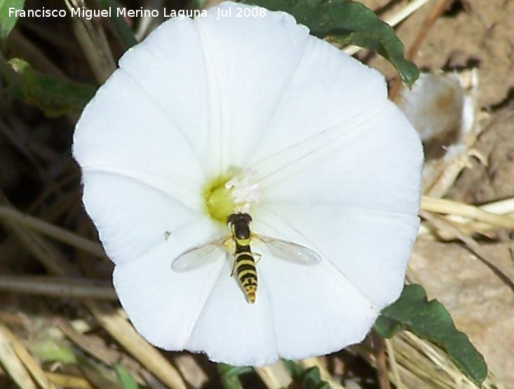 Mosca de las flores esbelta - Mosca de las flores esbelta. Segura