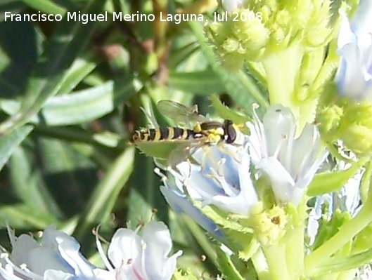 Mosca de las flores esbelta - Mosca de las flores esbelta. Benalmdena