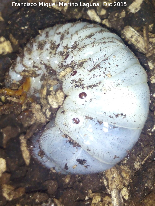Escarabajo rinoceroronte - Escarabajo rinoceroronte. Larva. Navas de San Juan
