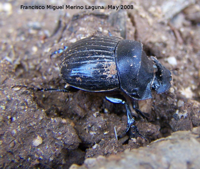 Escarabajo rinoceroronte - Escarabajo rinoceroronte. Navas de San Juan