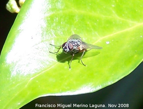 Mosca domstica - Mosca domstica. Los Villares