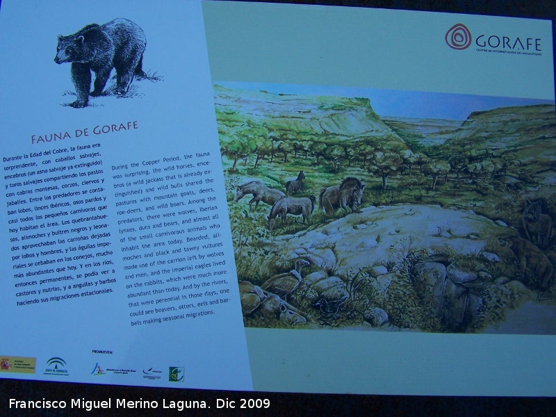 Historia de Gorafe - Historia de Gorafe. Antigua fauna