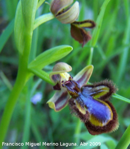 Orqudea espejo de Venus - Orqudea espejo de Venus. Los Villares