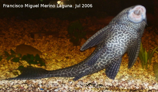 Pez Plecostomus - Pez Plecostomus. Los Villares