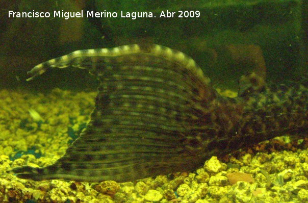 Pez Plecostomus - Pez Plecostomus. Cola. Los Villares