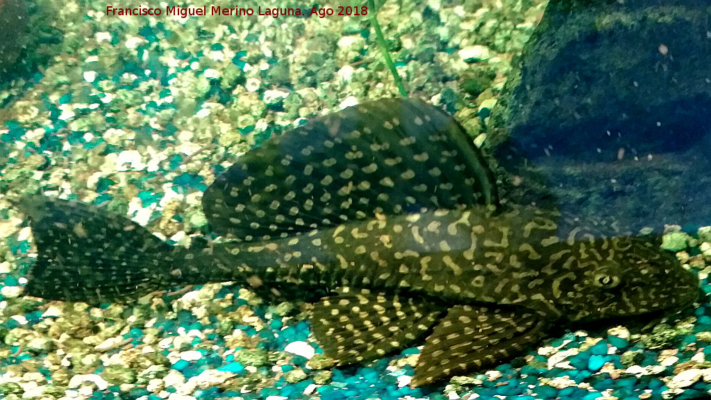 Pez Plecostomus - Pez Plecostomus. Los Villares