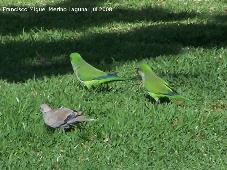 Pjaro Cotorra argentina - Pjaro Cotorra argentina. Benalmdena