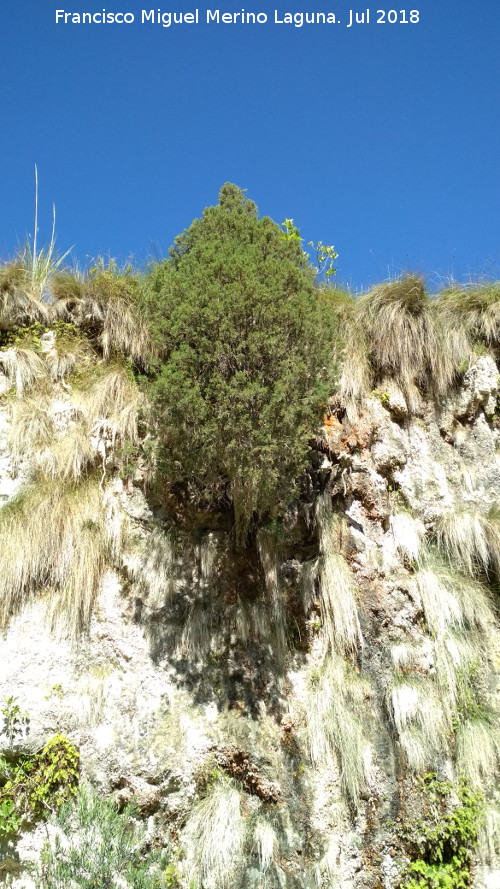 Acueducto del Toril - Acueducto del Toril. Ciprs en las paredes del acueducto