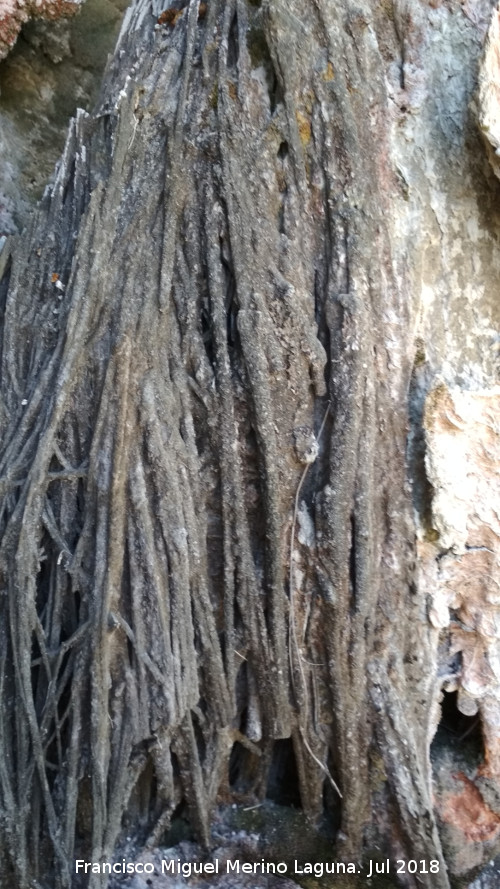 Cascada del Acueducto del Toril - Cascada del Acueducto del Toril. Vegetacin calcificada