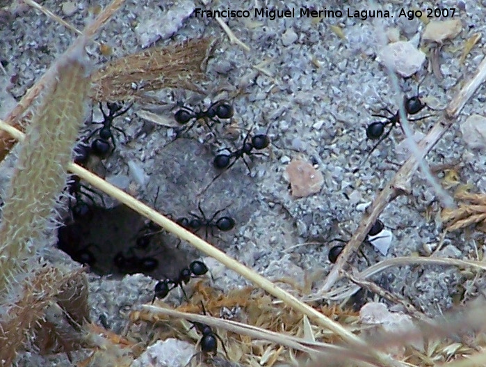 Hormiga Messor barbarus - Hormiga Messor barbarus. Santa Pola