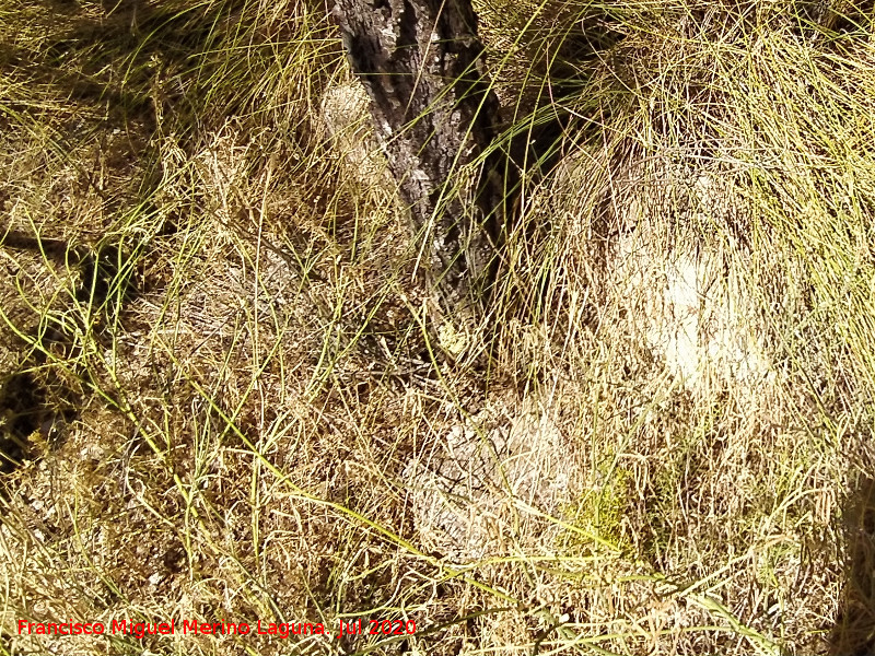 Dolmen XII - Dolmen XII. 