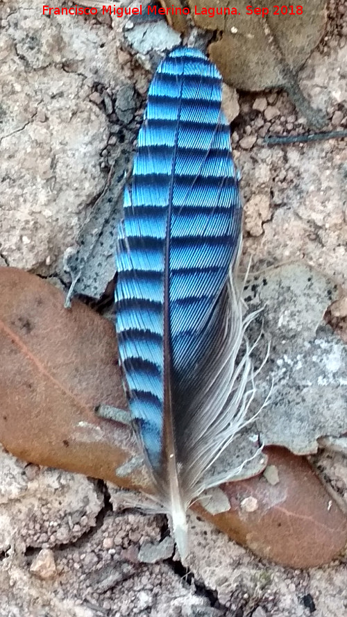 Pjaro Arrendajo - Pjaro Arrendajo. Pluma. La Yedra - Los Villares