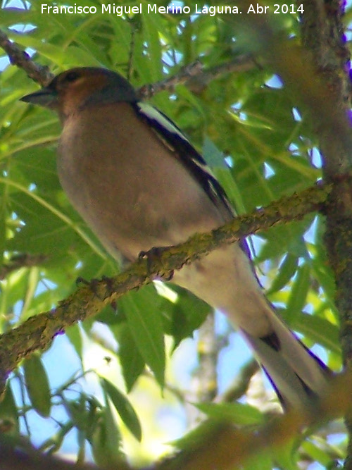 Pjaro Pinzn - Pjaro Pinzn. Laguna Grande - Baeza