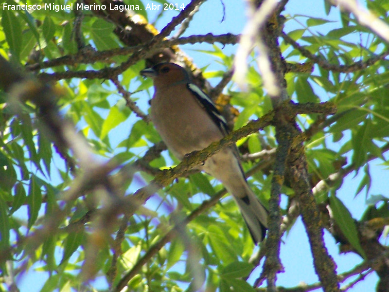 Pjaro Pinzn - Pjaro Pinzn. Laguna Grande - Baeza