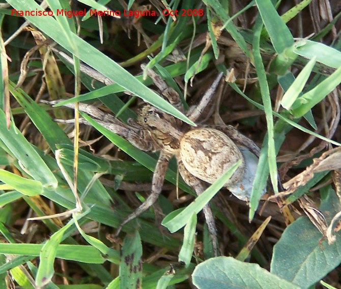 Araa Tarntula europea - Araa Tarntula europea. Navas de San Juan