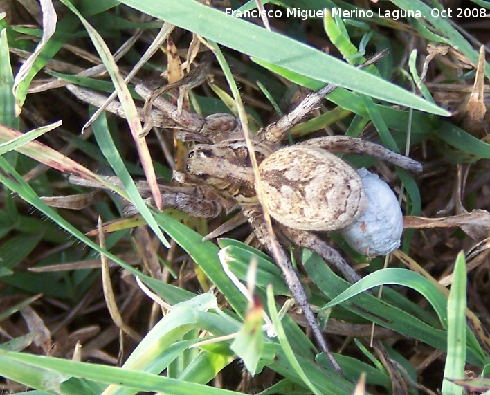 Araa Tarntula europea - Araa Tarntula europea. Navas de San Juan