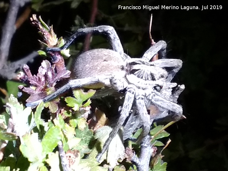 Araa Tarntula europea - Araa Tarntula europea. Loma del Potro - Valdepeas de Jan