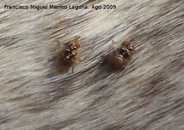 Mosca borriquera - Mosca borriquera. Santiago Pontones