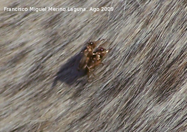 Mosca borriquera - Mosca borriquera. Santiago Pontones