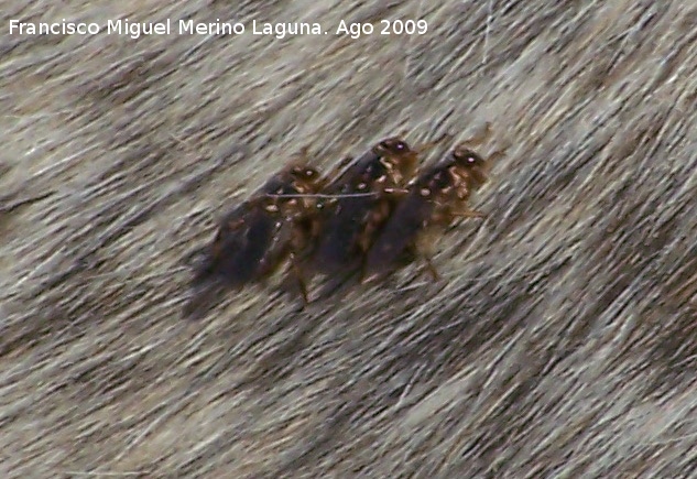 Mosca borriquera - Mosca borriquera. Santiago Pontones