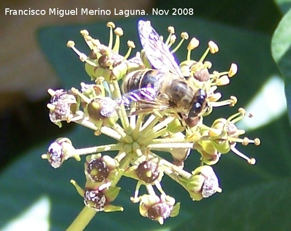 Mosca abeja - Mosca abeja. Los Villares