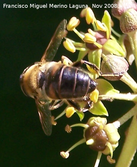 Mosca abeja - Mosca abeja. Los Villares