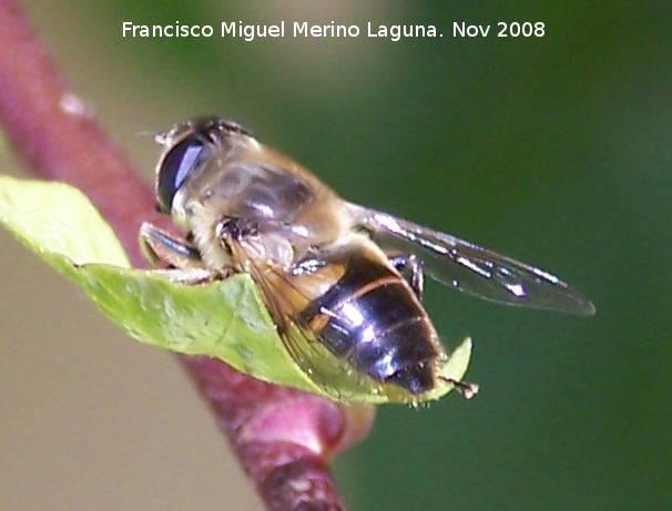 Mosca abeja - Mosca abeja. Los Villares