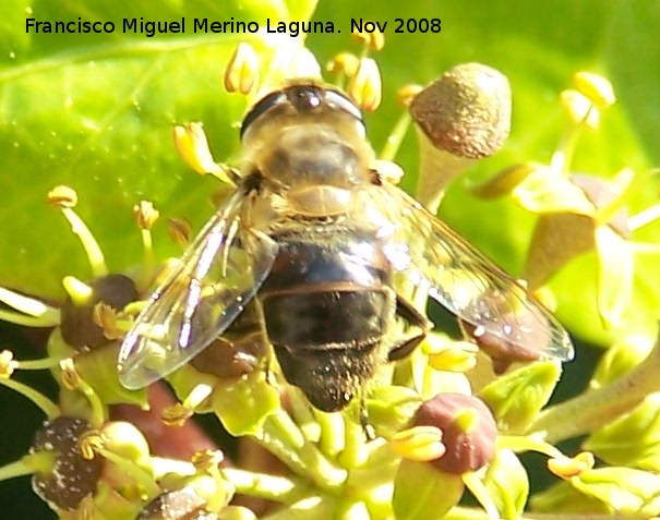 Mosca abeja - Mosca abeja. Los Villares