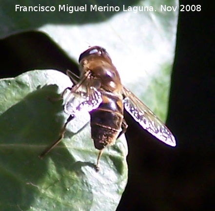 Mosca abeja - Mosca abeja. Los Villares