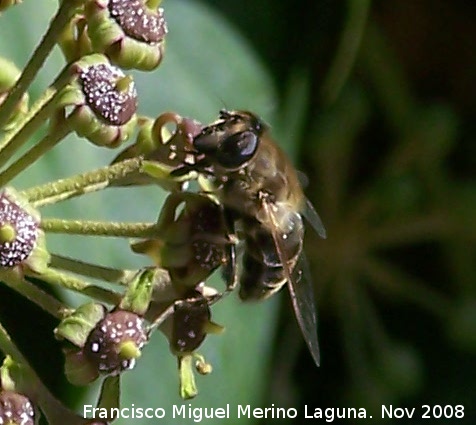 Mosca abeja - Mosca abeja. Los Villares