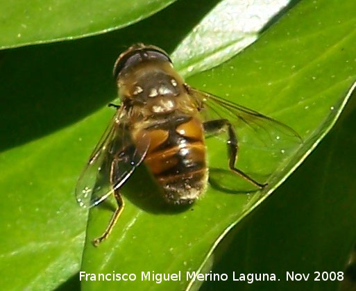 Mosca abeja - Mosca abeja. Los Villares